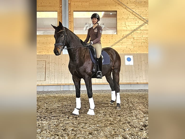 Westfalisk häst Valack 4 år 172 cm Mörkbrun in Neupotz