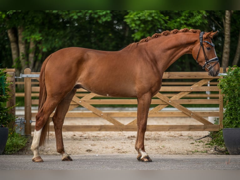 Westfalisk häst Valack 4 år 174 cm fux in Wehringen
