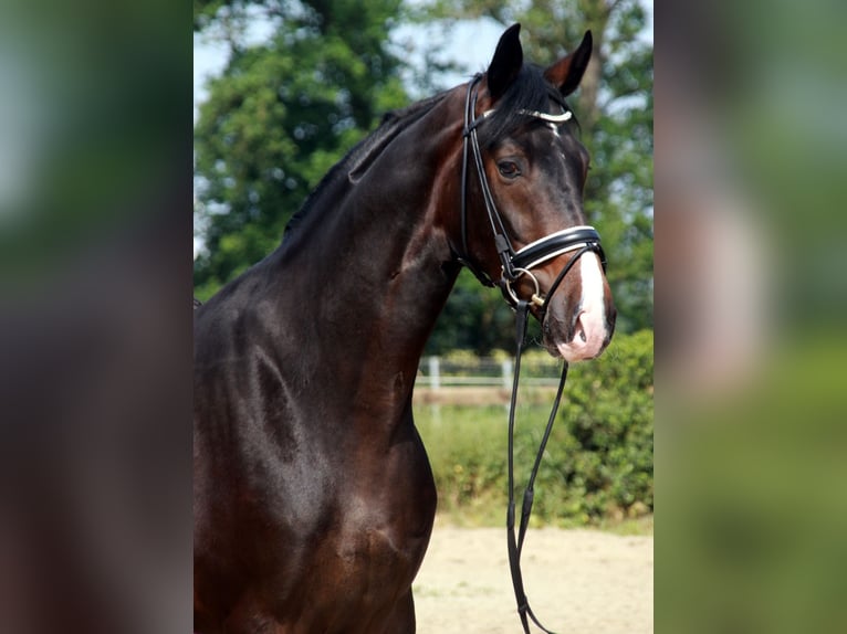 Westfalisk häst Valack 4 år 174 cm Rökfärgad svart in Wettrup