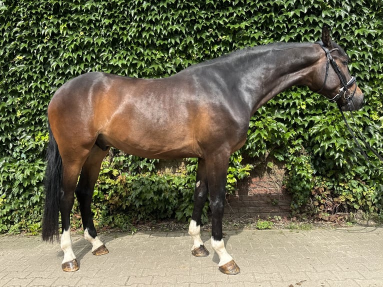 Westfalisk häst Valack 4 år 177 cm Brun in Rees