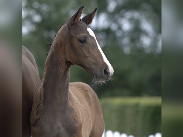Westfalisk häst Valack 4 år Brun in Hamm