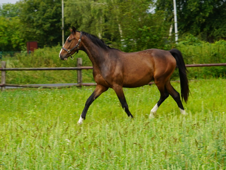 Westfalisk häst Valack 4 år Brun in Hamm