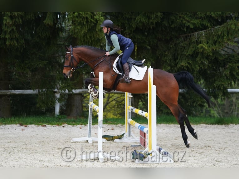 Westfalisk häst Valack 5 år 165 cm Brun in Marienbad