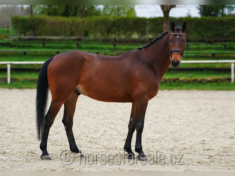 Westfalisk häst Valack 5 år 165 cm Brun in Marienbad