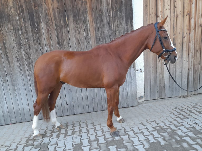 Westfalisk häst Valack 5 år 167 cm fux in Valley
