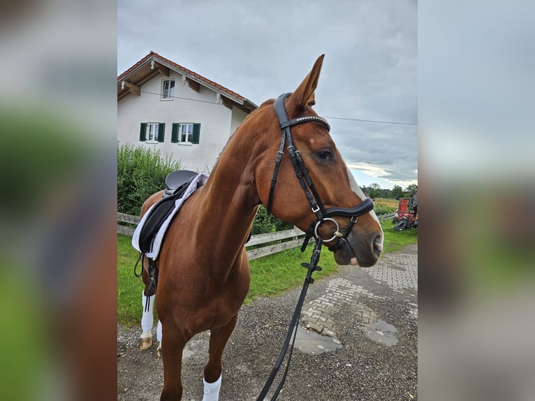 Westfalisk häst Valack 5 år 167 cm fux in Valley