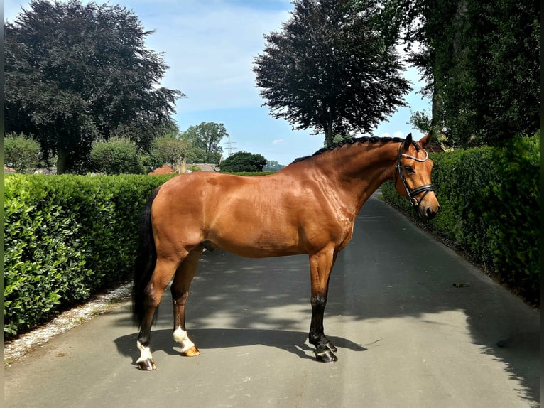 Westfalisk häst Valack 5 år 168 cm in Vechta