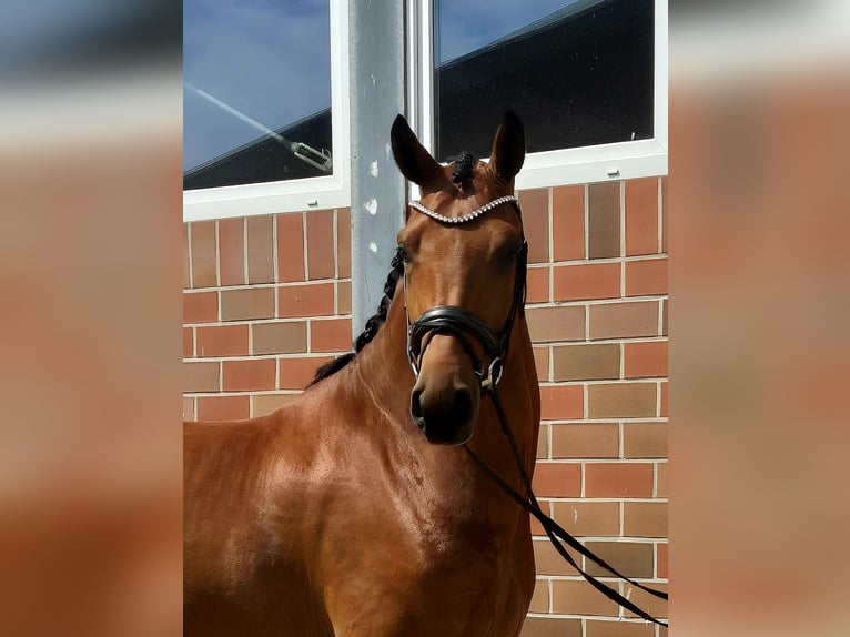 Westfalisk häst Valack 5 år 168 cm in Vechta