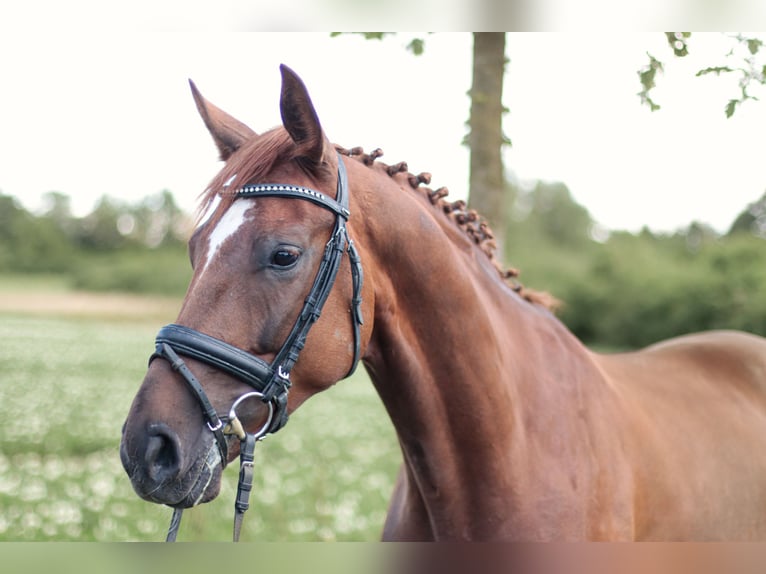 Westfalisk häst Valack 5 år 168 cm Fux in Schwerte