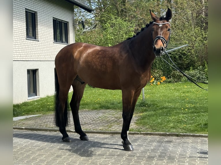 Westfalisk häst Valack 5 år 169 cm Brun in Paderborn