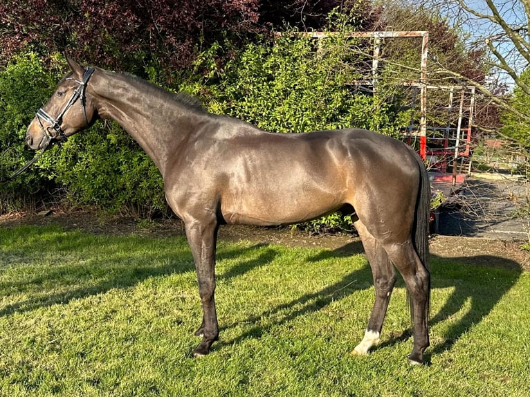 Westfalisk häst Valack 5 år 169 cm Brun in Kamen