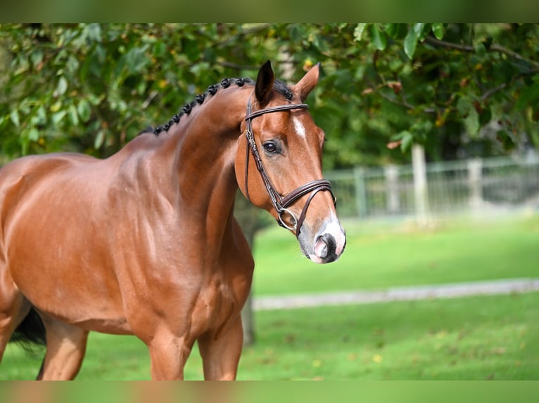 Westfalisk häst Valack 5 år 169 cm Brun in GROTE-BROGEL