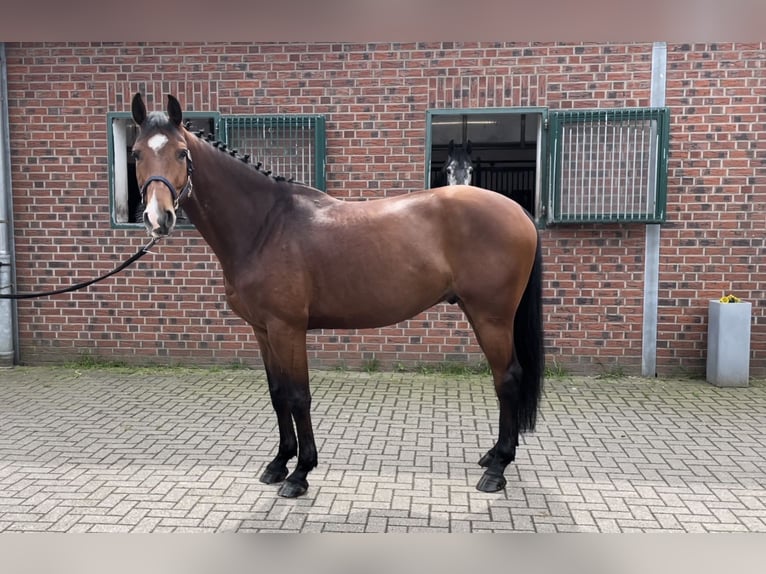Westfalisk häst Valack 5 år 169 cm in Nettetal