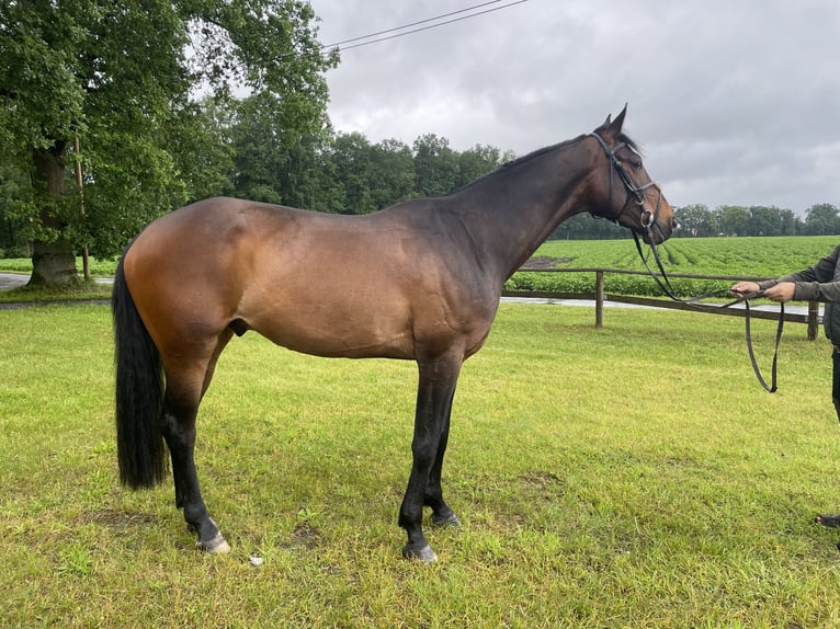 Westfalisk häst Valack 5 år 170 cm Brun in Versmold