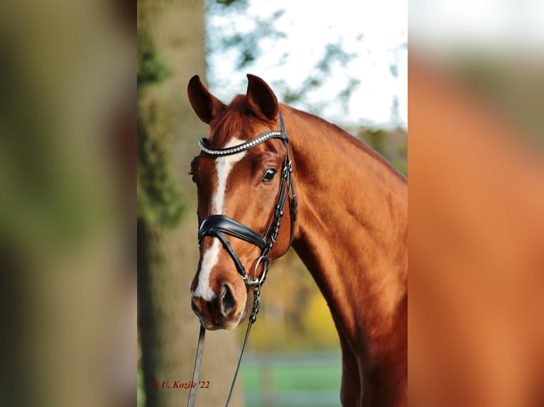Westfalisk häst Valack 5 år 170 cm fux in Ibbenbüren