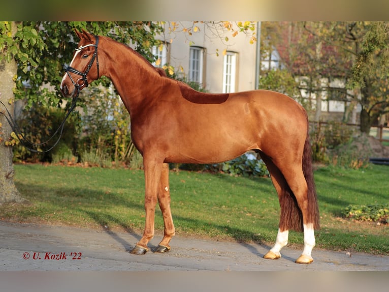 Westfalisk häst Valack 5 år 170 cm fux in Ibbenbüren