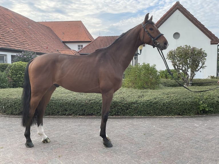 Westfalisk häst Valack 5 år 172 cm Brun in Goch