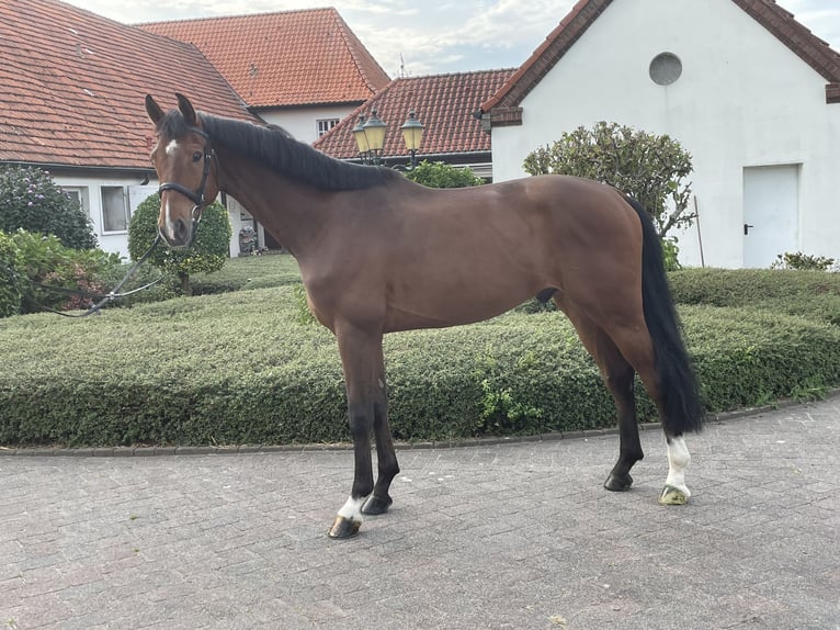 Westfalisk häst Valack 5 år 172 cm Brun in Goch