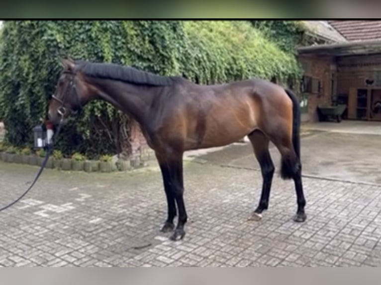 Westfalisk häst Valack 5 år 173 cm Brun in Versmold