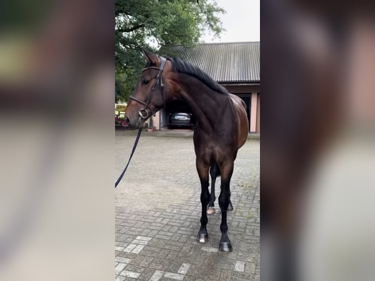 Westfalisk häst Valack 5 år 173 cm Brun in Versmold