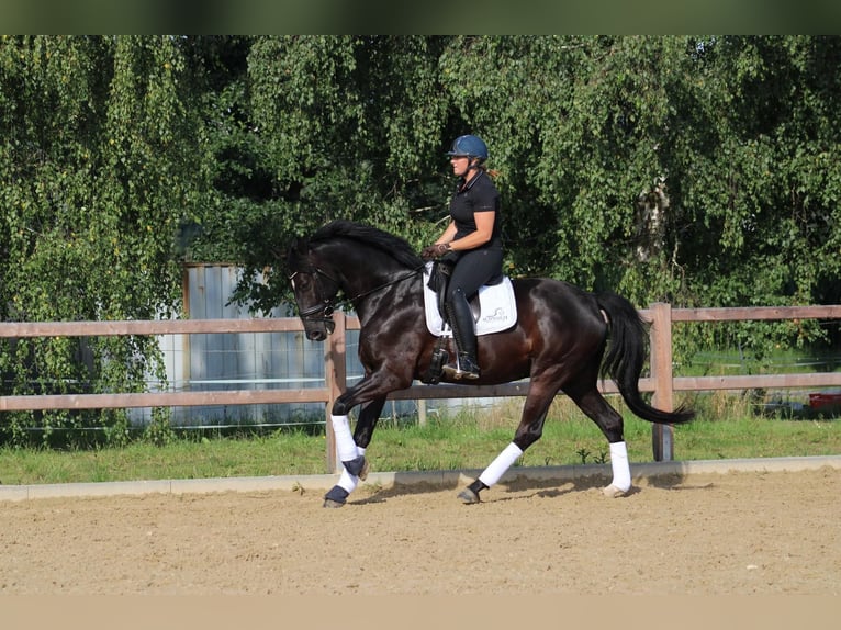 Westfalisk häst Valack 5 år 173 cm Svart in Hofgeismar