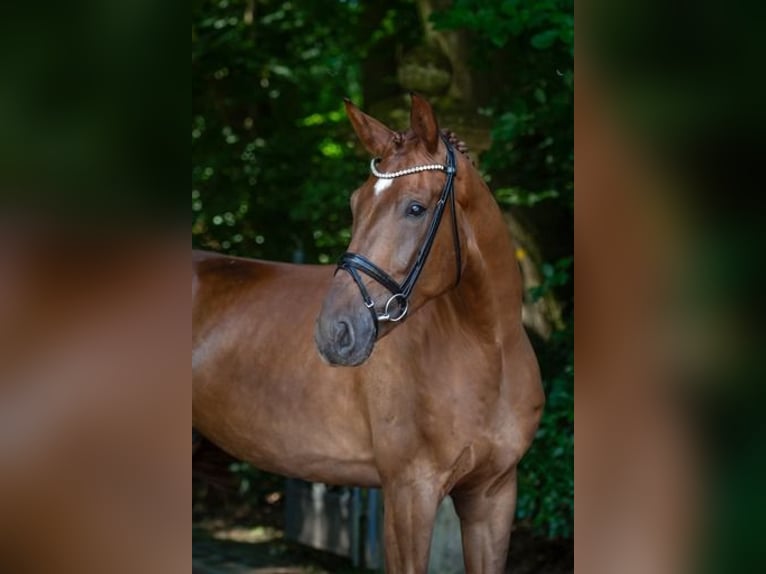 Westfalisk häst Valack 5 år 174 cm fux in Ankum