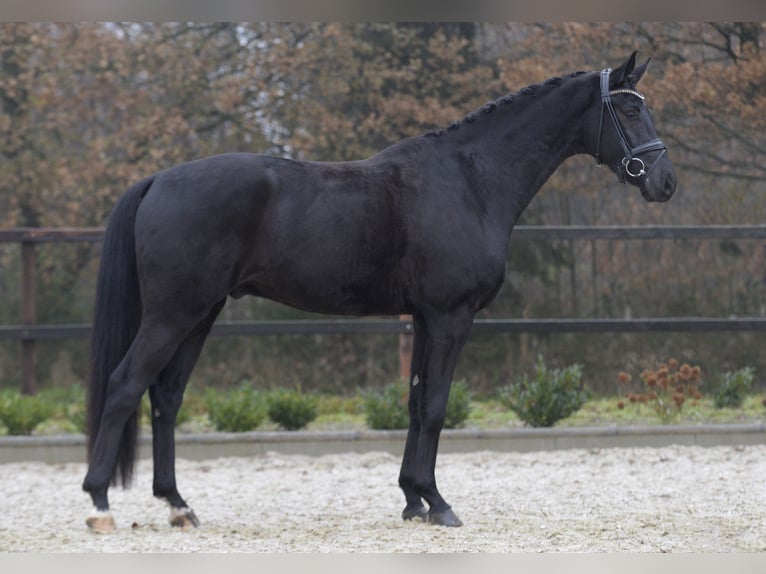 Westfalisk häst Valack 5 år 174 cm Svart in Sassenberg