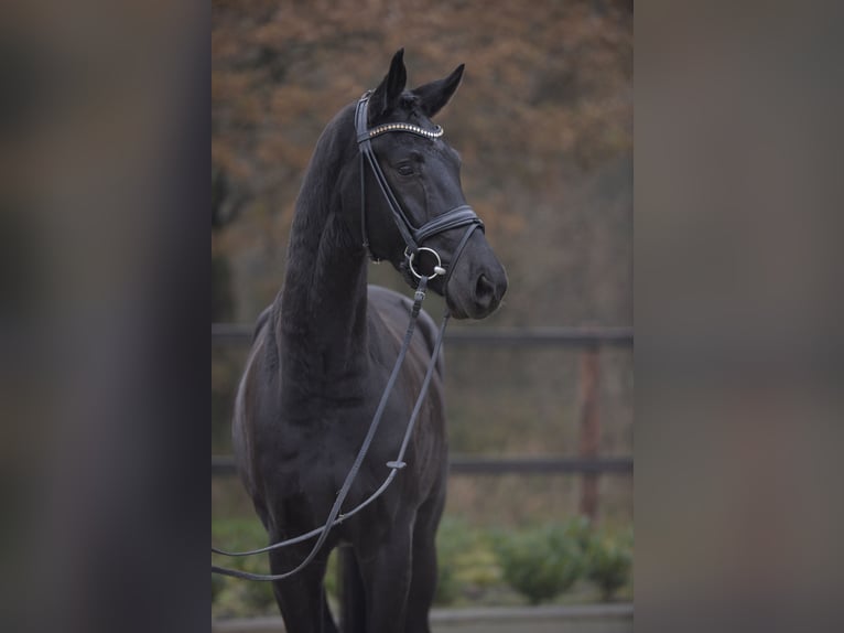 Westfalisk häst Valack 5 år 174 cm Svart in Sassenberg