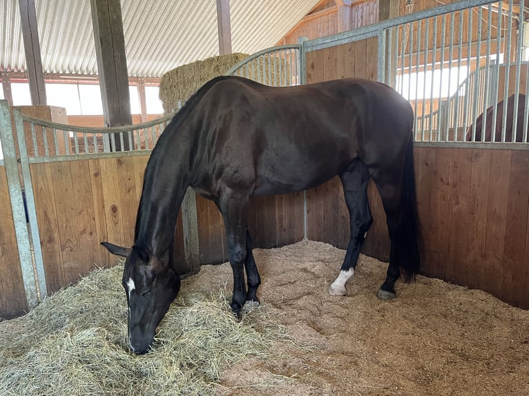 Westfalisk häst Valack 5 år 175 cm Rökfärgad svart in Haag