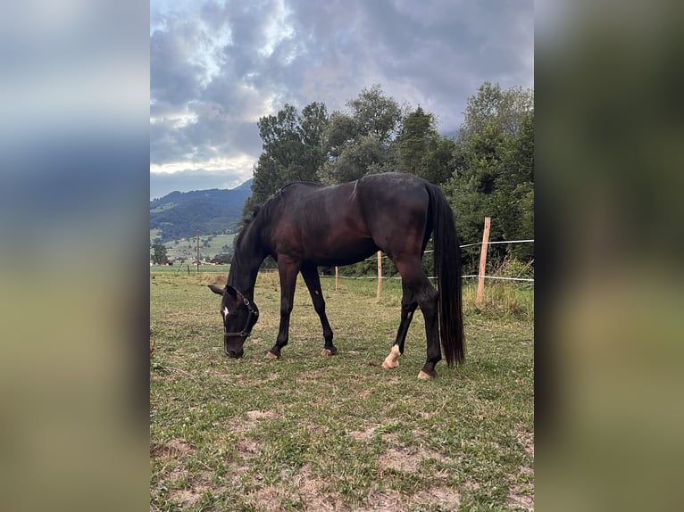 Westfalisk häst Valack 5 år 175 cm Rökfärgad svart in Haag