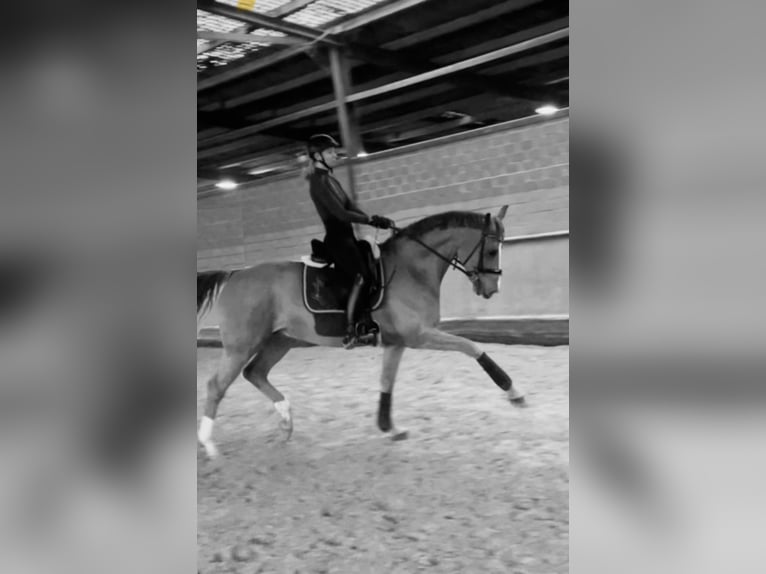 Westfalisk häst Valack 6 år 165 cm fux in Horstmar
