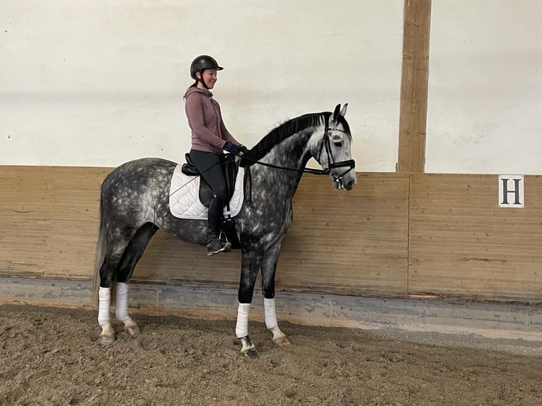 Westfalisk häst Valack 6 år 165 cm Gråskimmel in Großostheim