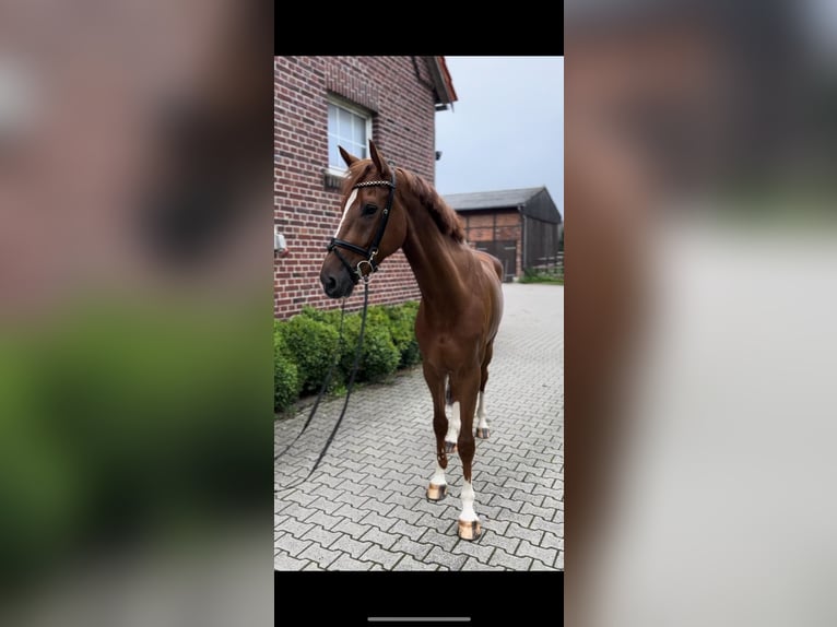 Westfalisk häst Valack 6 år 168 cm Fux in Altenberge