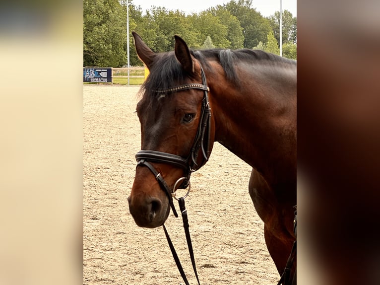 Westfalisk häst Valack 6 år 168 cm Mörkbrun in Bocholt