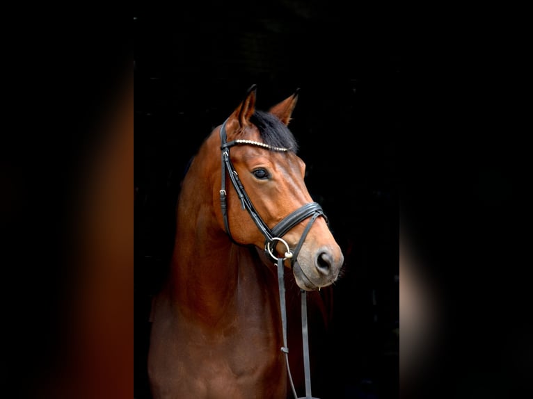 Westfalisk häst Valack 6 år 169 cm Brun in Greven