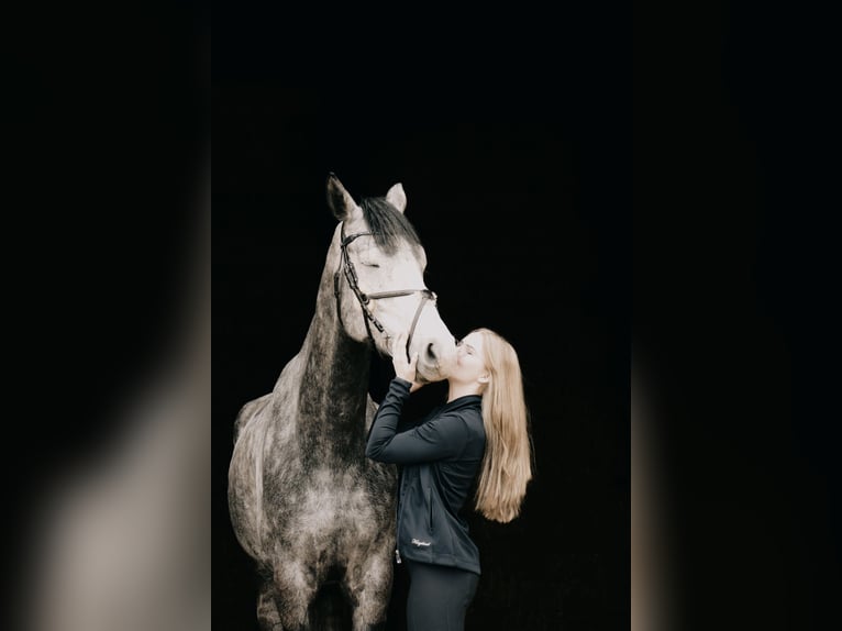 Westfalisk häst Valack 6 år 176 cm Grå in Landsberg