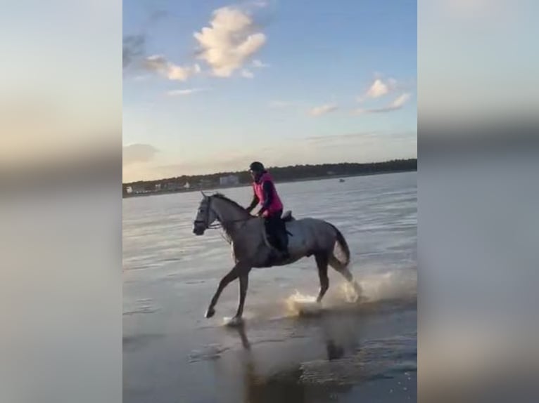 Westfalisk häst Valack 7 år 163 cm Grå in Ahlen