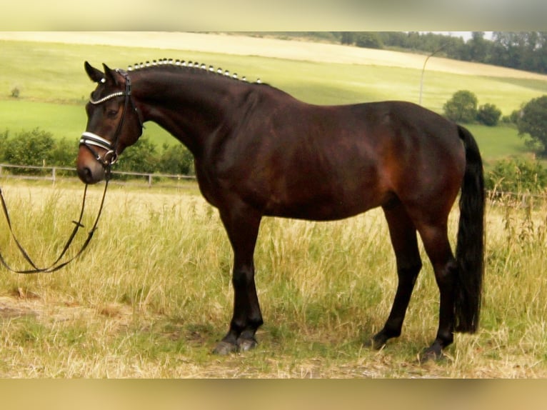 Westfalisk häst Valack 7 år 163 cm Mörkbrun in Iserlohn