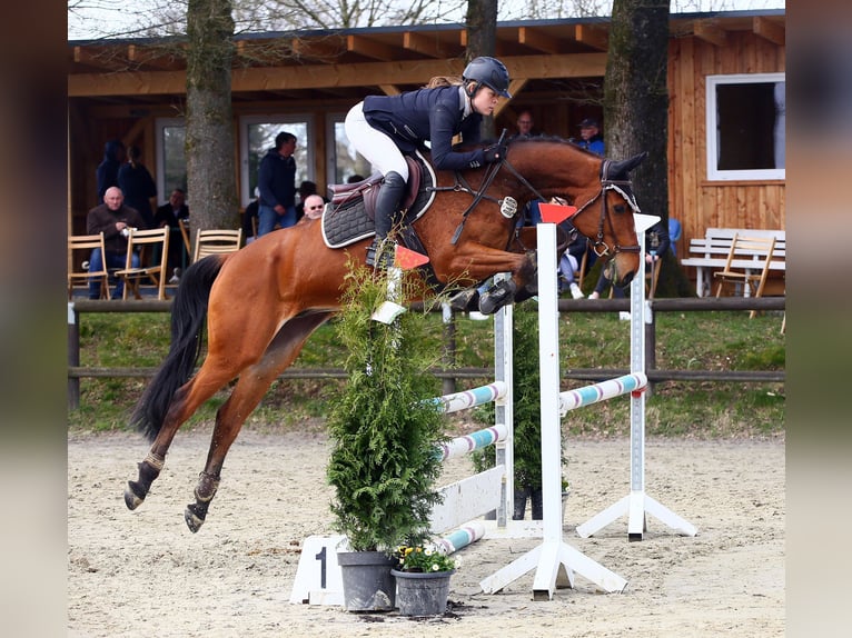 Westfalisk häst Valack 7 år 165 cm Brun in Windhagen