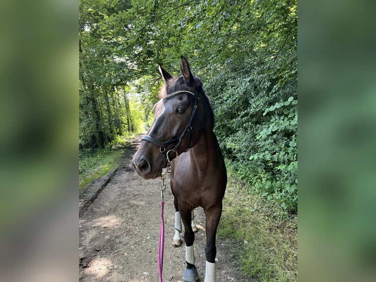 Westfalisk häst Valack 7 år 166 cm Brun in Beaufort