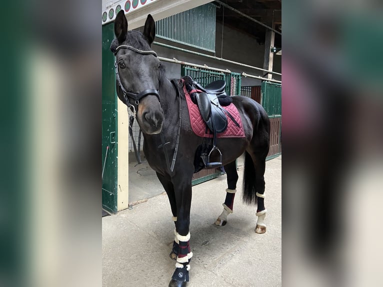 Westfalisk häst Valack 7 år 166 cm Brun in Beaufort