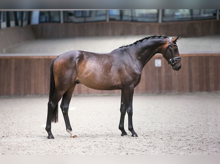 Westfalisk häst Valack 7 år 168 cm Mörkbrun in Kirchlinteln