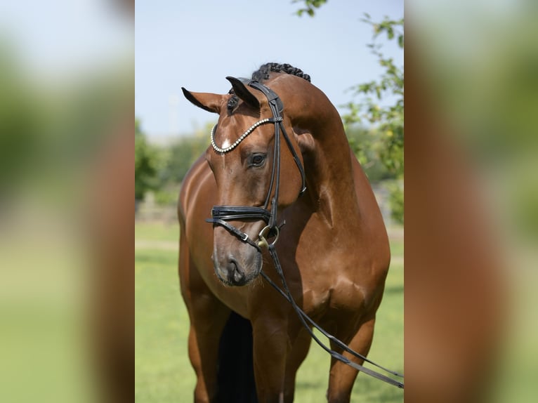 Westfalisk häst Valack 7 år 169 cm Brun in Sassenberg