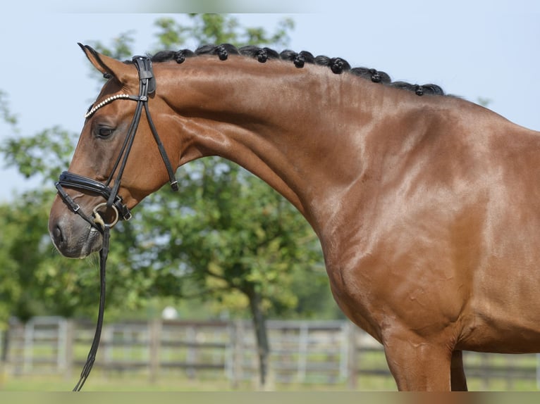 Westfalisk häst Valack 7 år 169 cm Brun in Sassenberg