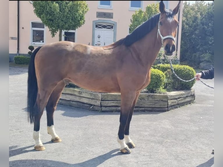 Westfalisk häst Valack 7 år 169 cm Brun in Möhnesee