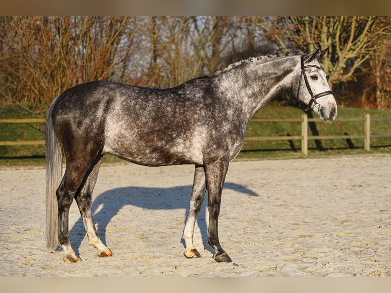 Westfalisk häst Valack 7 år 169 cm Grå in Riedstadt