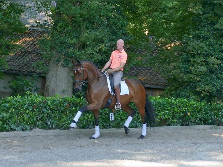 Westfalisk häst Valack 7 år 171 cm Mörkbrun in Hemslingen