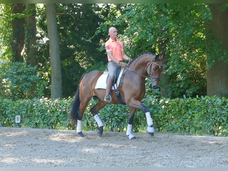 Westfalisk häst Valack 7 år 171 cm Mörkbrun in Hemslingen