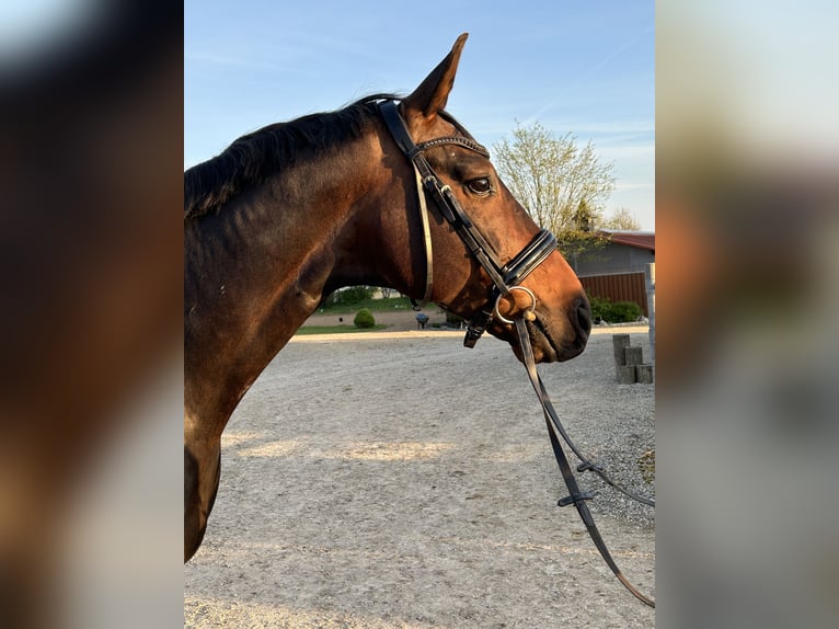 Westfalisk häst Valack 7 år 172 cm Mörkbrun in München-Zorneding