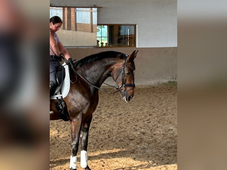 Westfalisk häst Valack 7 år 172 cm Mörkbrun in München-Zorneding